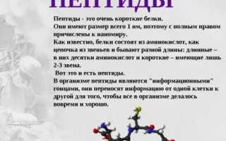 Пептиды — что это такое и их функции
